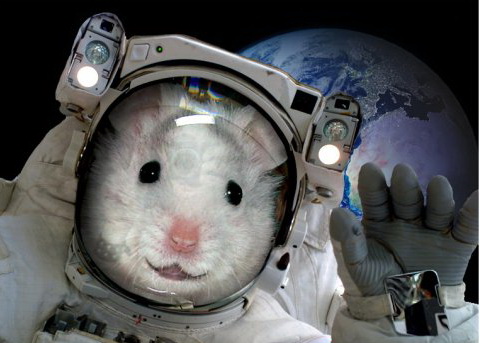 Мыши и ящерицы спустятся в Оренбуржье из космоса