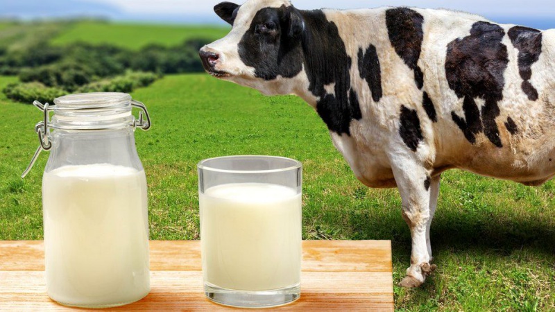 В Оренбуржье определены хозяйства-лидеры по производству молока 