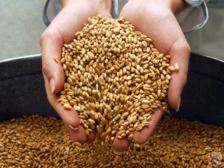 Предприятия закупили 47,718 тысяч тонн зерна