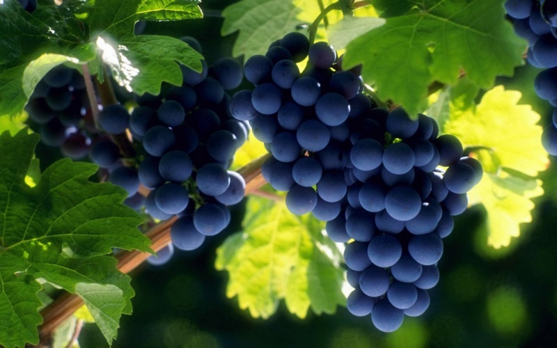 Выращивать виноград – по-новому