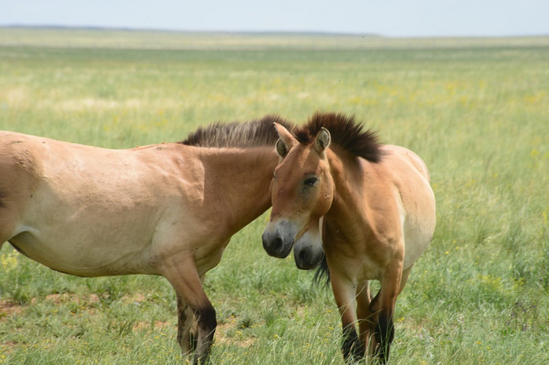 В Оренбурге обсуждают проблему сохранения лошади Пржвальского