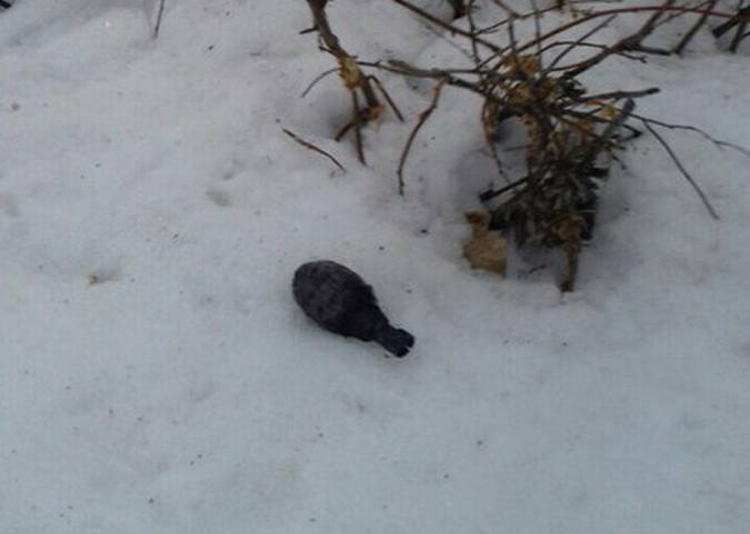 ЧП: в оренбургском детском саду нашли гранату