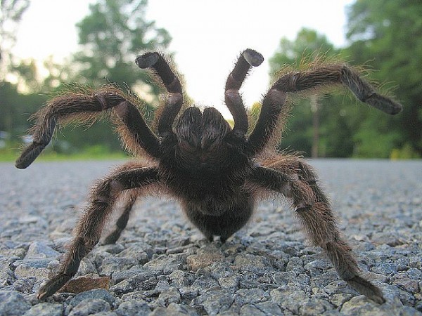 В Оренбуржье на садовых участках попадаются ядовитые тарантулы
