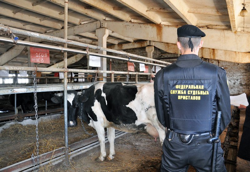В Оренбуржье арестовали…146 коров