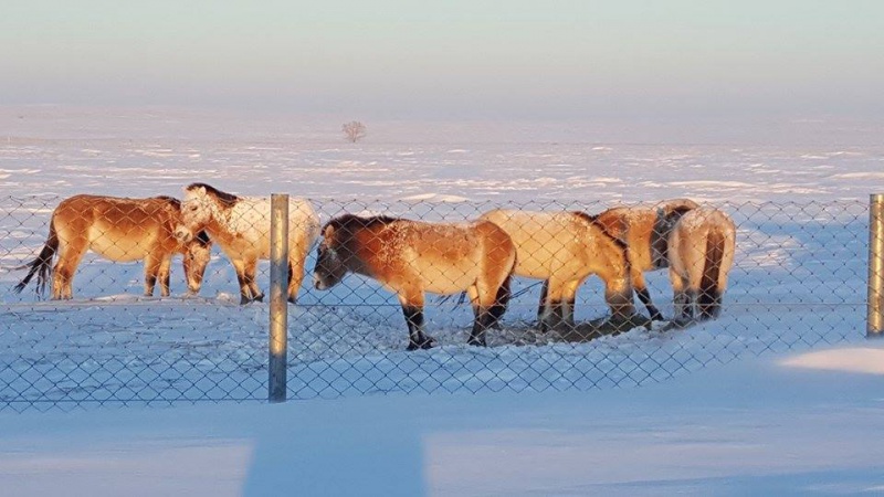 Как лошади Пржевальского переносят морозы